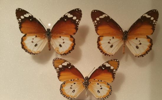 Museum des Papillons et Insectes