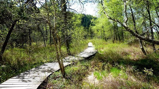 La tourbiére de Prénovel