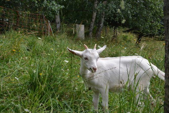 Ferme Pédagogique de la Mourière