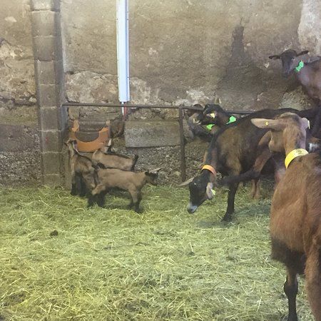 La Chèvrerie de Noire Combe