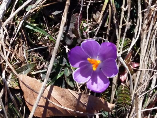 Panorama du Crêt de Beauregard