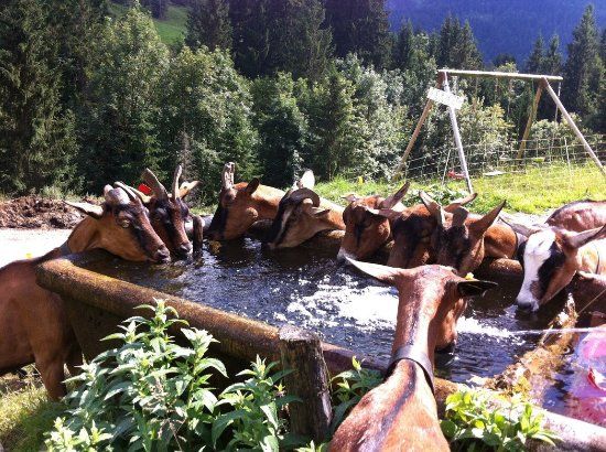 La Chèvrerie d'Antan