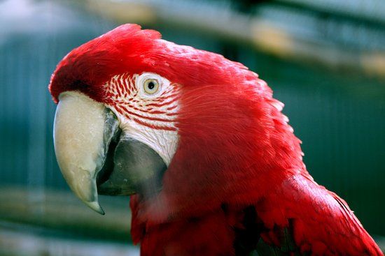 Parc d'accueil Pierre Challandes