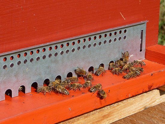 Miellerie l'affleure de vie