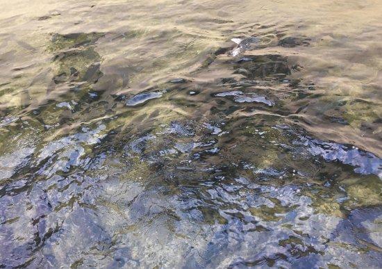 Les Truites des Rivières