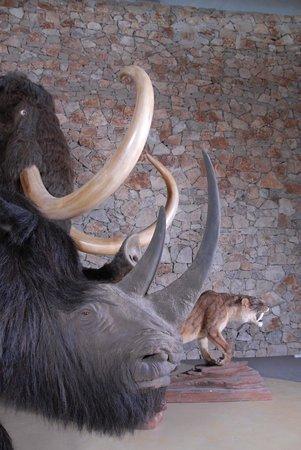 Musée De Préhistoire Des Gorges Du Verdon