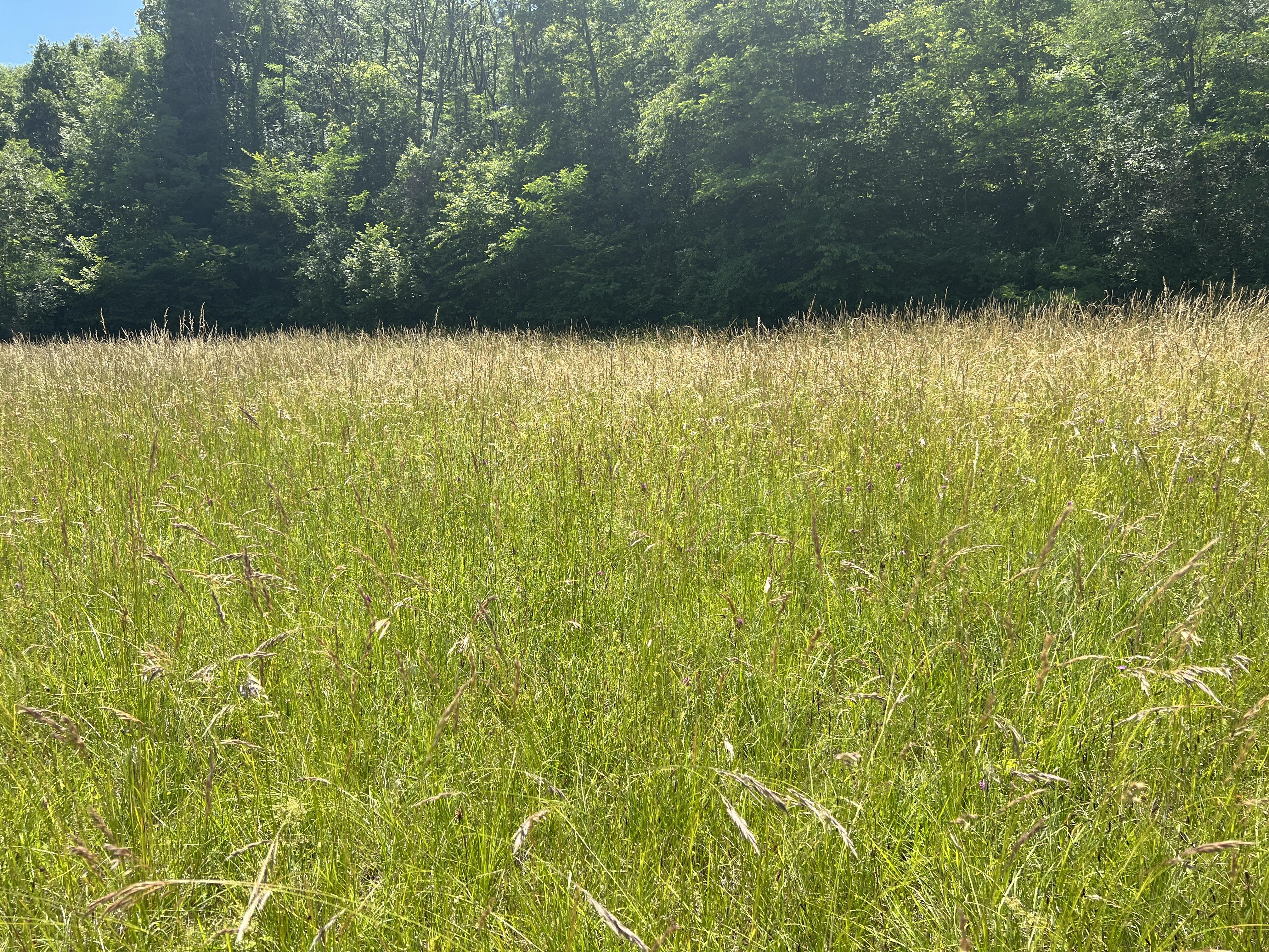 pierre à bassins de Rosset