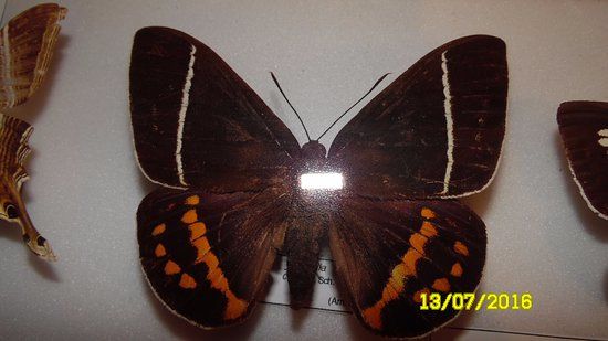 musée des papillons